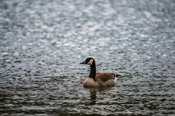 goose on the water
