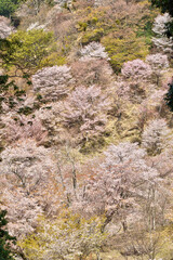 吉野山の桜
