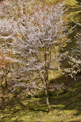 吉野山の桜