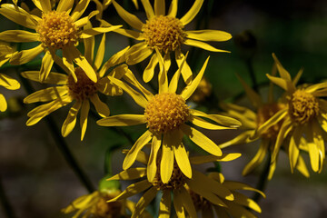 Golden Ragwort in bloom. Its stout, thick, basal offshoots creep horizontally and send up erect flowering stems 1-3 ft. in height. Flowers are deep golden-yellow, daisy-like and showy. 