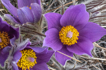 Close up of a purple crocus flower blooming in full bloom after winter. Taken in April springtime...