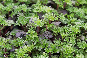 Tiny green seedling plants of verbena flowers growing