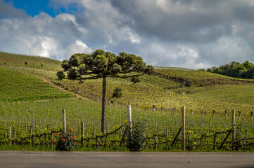 Araucaria in grapevine