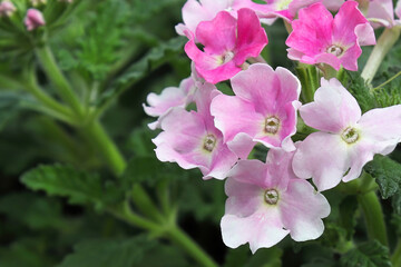 Macro of pink and white delicate verbena flowers