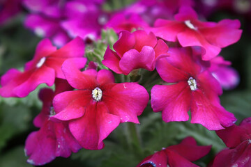 Macro of magenta pink verbena blossoms in bloom