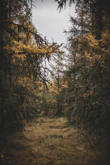 Obraz premium morning in the forest