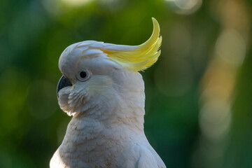 Close up of Sulphur-crested Cockatoo (Cacatua galerita)
