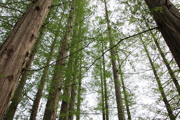 Naklejka premium Looking up group of Red Wood trees