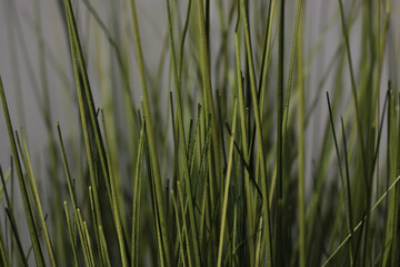 Macro green grass blades