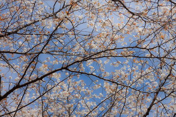 慈眼寺公園の山桜	