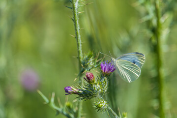butterfly on a flower