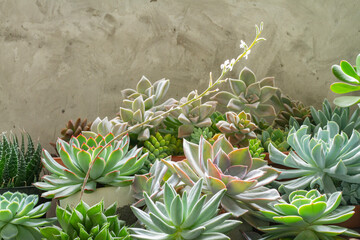 variety of succulent plants in pots, close up image