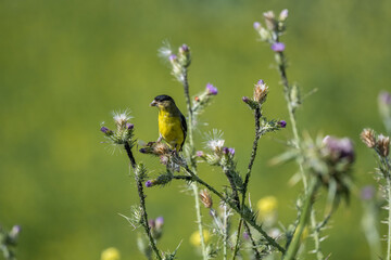 bird on a flower