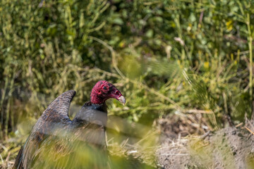 turkey vulture on the ground