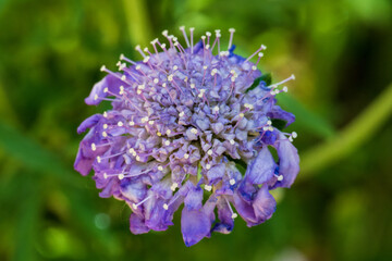 close up of a lavender