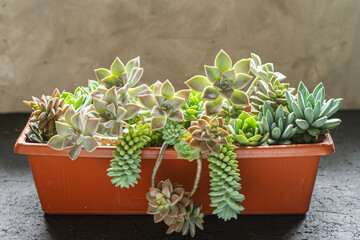 variety of succulent plants in pots, close up image