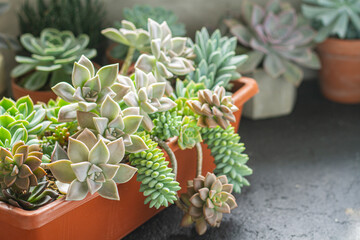 variety of succulent plants in pots, close up image
