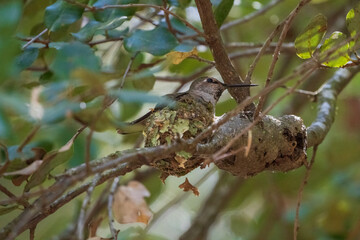 hummingbird nest