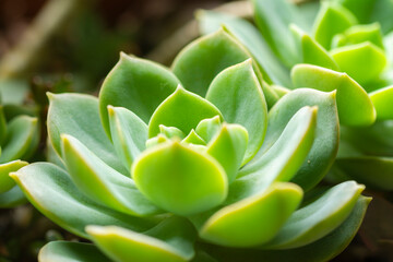 variety of succulent plants in pots, close up image