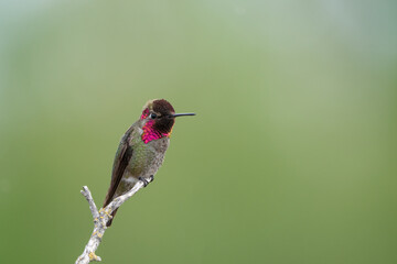 hummingbird in the wild