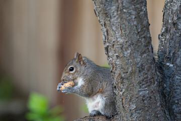 Naklejka na ściany i meble squirrel eating peanuts