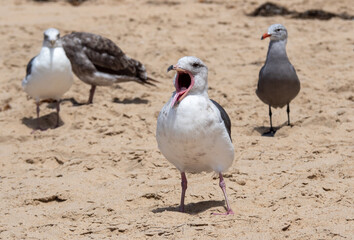 Seagull Screaming