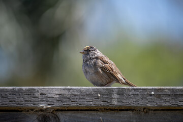 sparrow on a fence