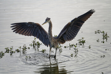 great blue heron with wings open