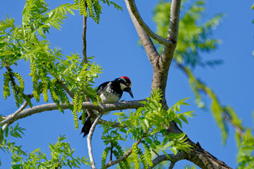 woodpecker looking down on top of a tree