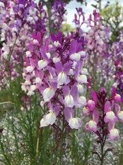 Fototapeta premium 花