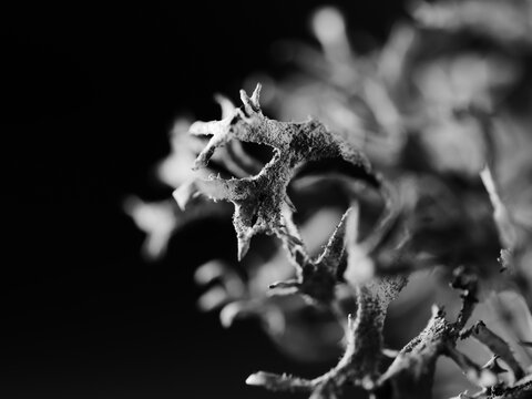 Macro monochrome shot of a tree moss Pseudevernia furfuracea, selective focus