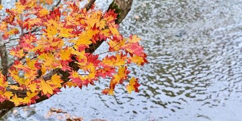 カラフルなカエデの紅葉の終焉情景＠羊蹄山、北海道