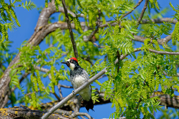 woodpecker on a tree