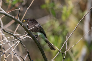 bird on a branch