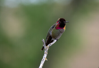 The hummingbird