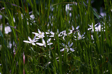 flowers in the grass