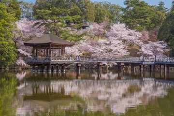 Fototapeta na wymiar 春の桜と浮見堂　横位置 1