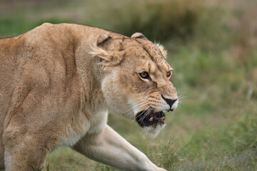 Fototapeta na wymiar Lioness on the prowl out in nature on the African savannah