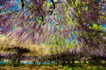 千財の藤