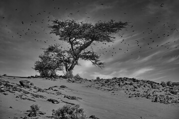 my best landscap , desert morocco