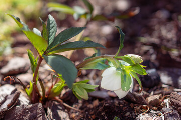 咲き始めた白色のクリスマスローズ