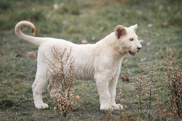 Fototapeta premium Beautiful and rare white albino lion cub, South Africa