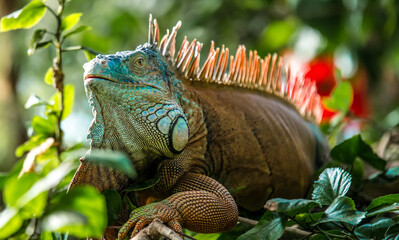 Colourful awe-inspiring Iguana taking a slow Sunday stroll
