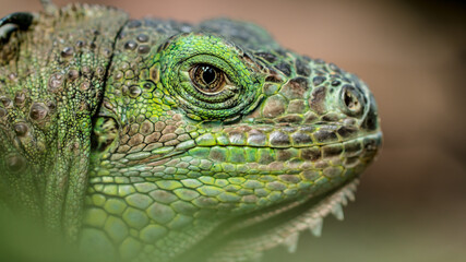 Colourful Iguana is looking at YOU