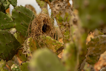 naturaleza, ave, nido, árbol, animal, fauna, verde, cactus, hojas, verano, barichara, colombia