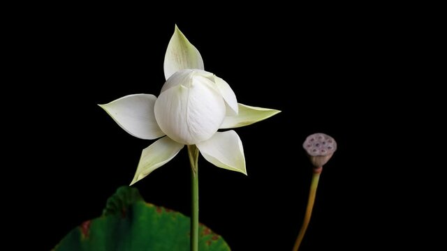 4K time Lapse footage of blooming white lotus flower from bud to full blossom isolated on black background, close up zoom in b roll shot side view.