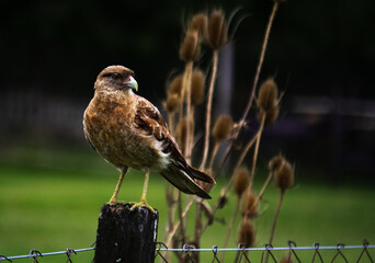 tailed hawk perched on branch
