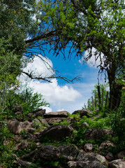 tree in the mountains