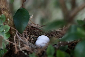 birds eggs