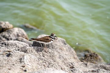 A killdeer (Charadrius voiceiferus) stands on the shore of a lake